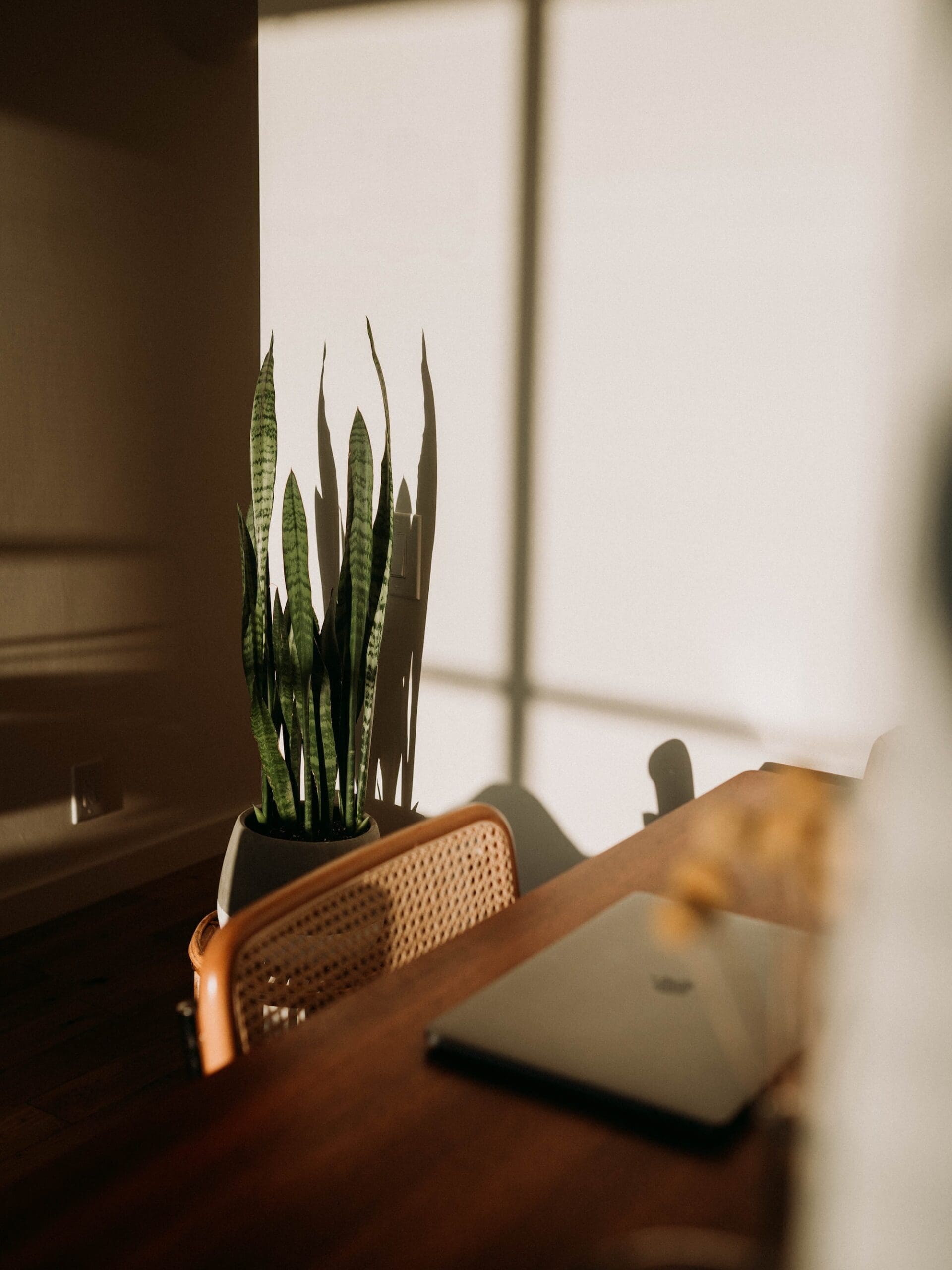 office desk with plant